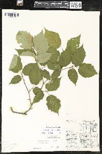 Corylus cornuta image