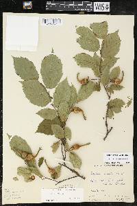 Corylus cornuta image