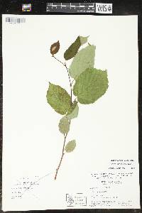 Corylus cornuta image