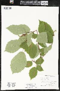 Corylus cornuta image