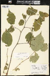 Corylus cornuta subsp. cornuta image