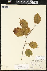 Corylus cornuta image