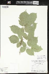 Corylus cornuta image