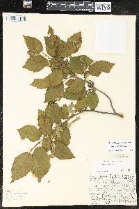 Corylus cornuta image