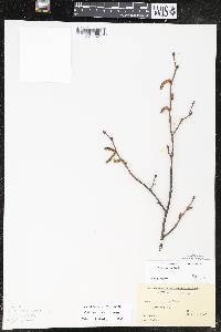 Corylus cornuta image