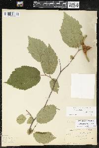 Corylus cornuta image