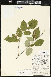 Corylus cornuta image