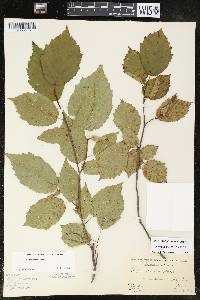 Corylus cornuta image