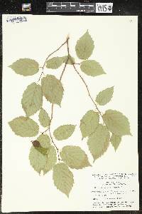 Corylus cornuta image