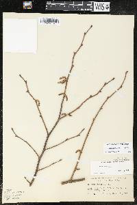 Corylus cornuta image