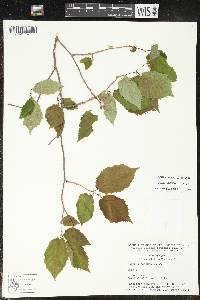 Corylus cornuta image