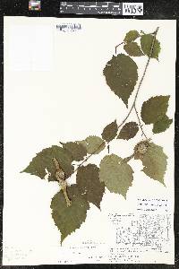 Corylus cornuta image