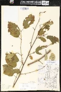 Corylus cornuta image