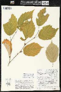 Corylus cornuta image