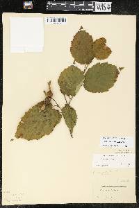 Corylus cornuta image