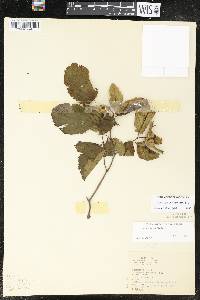 Corylus cornuta image