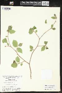 Corylus cornuta image