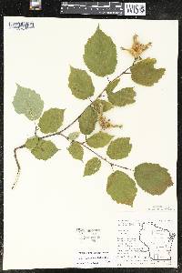 Corylus cornuta image