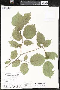 Corylus cornuta subsp. cornuta image