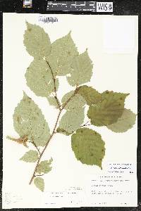 Corylus cornuta image