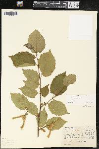 Corylus cornuta image