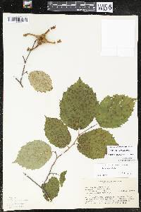 Corylus cornuta image