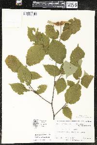 Corylus cornuta image