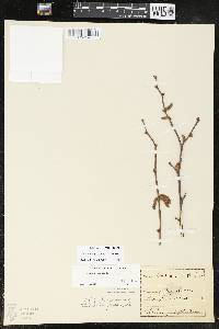 Corylus cornuta image