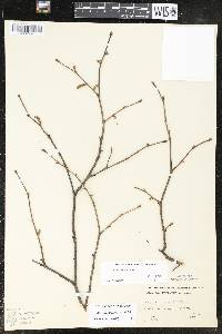 Corylus cornuta image