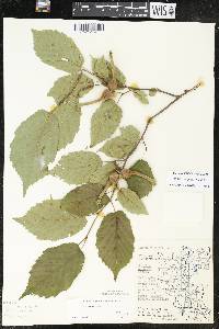 Corylus cornuta image