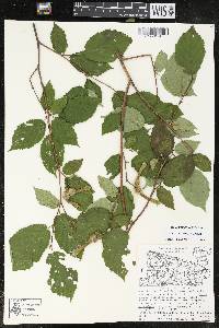 Corylus cornuta image