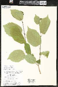 Corylus cornuta image