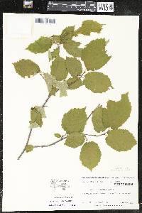 Corylus cornuta image