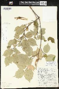 Corylus cornuta image