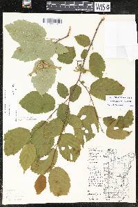 Corylus cornuta subsp. cornuta image