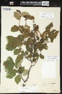 Corylus cornuta image