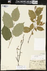 Corylus cornuta image