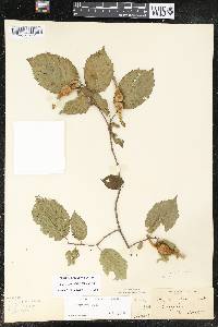 Corylus cornuta image