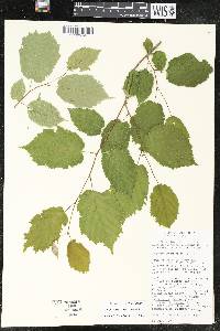 Corylus cornuta image