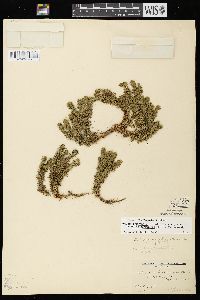 Huperzia porophila image