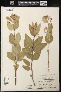 Asclepias ovalifolia image