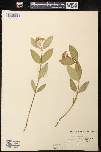 Asclepias ovalifolia image