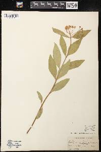 Asclepias ovalifolia image