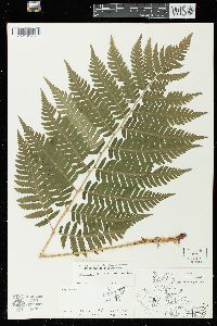 Dryopteris goldieana image