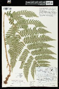 Dryopteris goldieana image