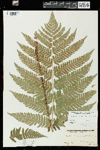 Dryopteris goldieana image