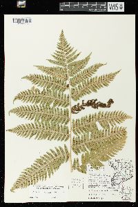 Dryopteris goldieana image