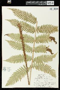 Dryopteris goldieana image