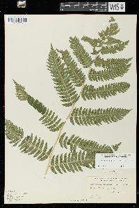 Dryopteris goldieana image