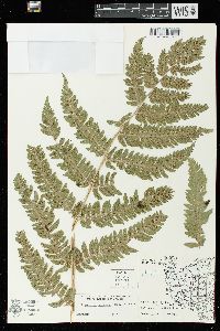 Dryopteris goldieana image